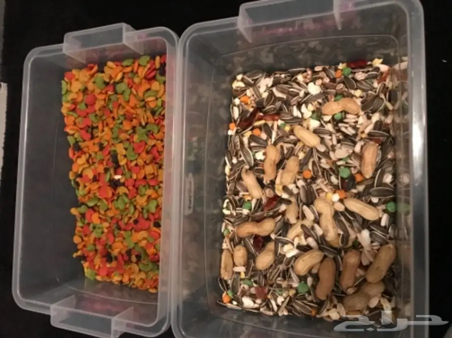 بغباء أمازوني 