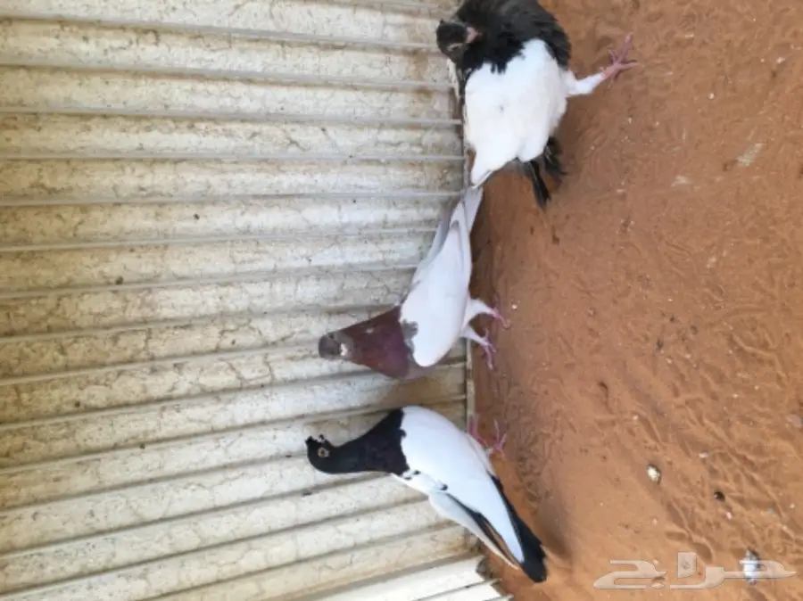 شاينيز بإنتاجة