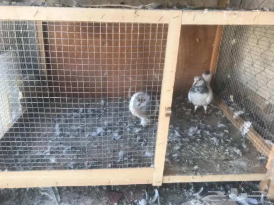 محاكر وأبراج  (image 2)