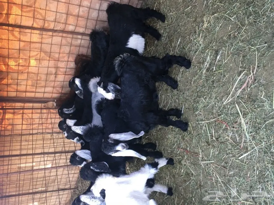 تيوس وجفار للبيع