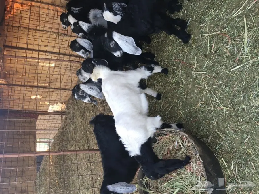 تيوس وجفار للبيع (image 1)