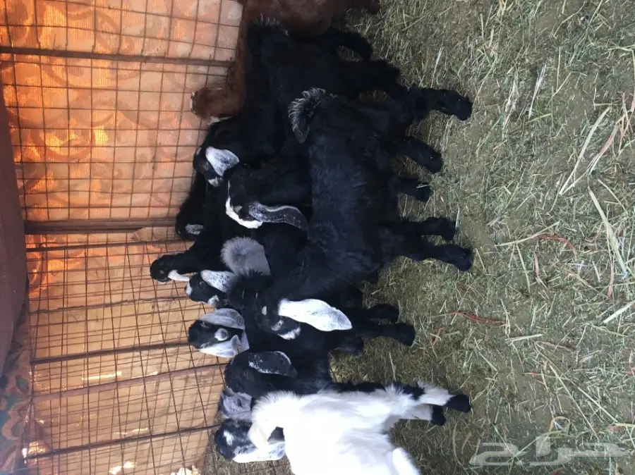 تيوس وجفار للبيع (image 2)