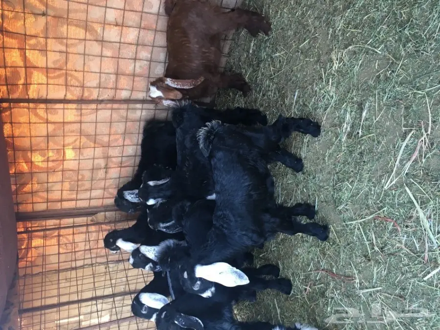 تيوس وجفار للبيع (image 3)