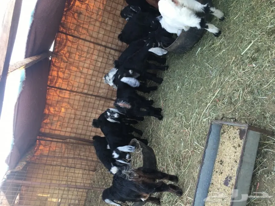 تيوس وجفار للبيع (image 4)