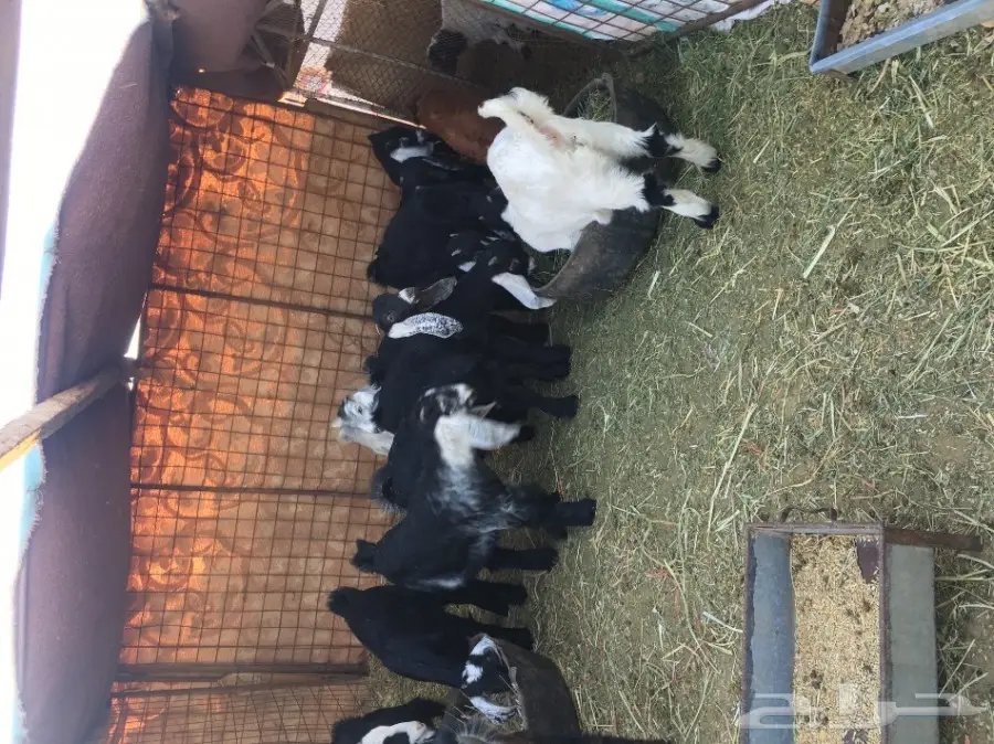 تيوس وجفار للبيع (image 5)