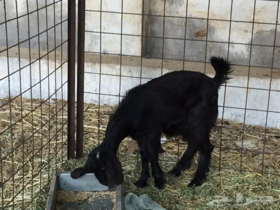 جفره عارضيه عمره 3 ونص سمينه حقت ثلاجه 