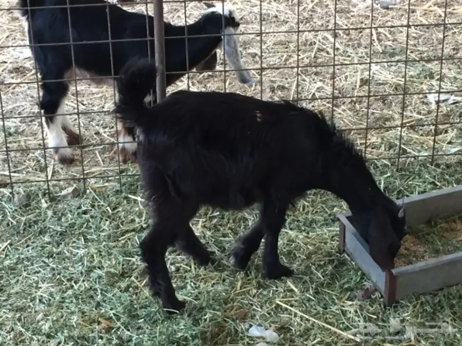 جفره عارضيه عمره 3 ونص سمينه حقت ثلاجه  (image 1)