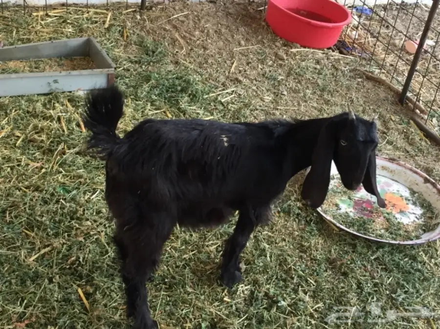 جفره عارضيه عمره 3 ونص سمينه حقت ثلاجه  (image 2)