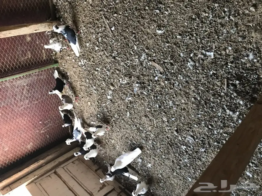 قطايف جملة 23 جوز  (image 1)