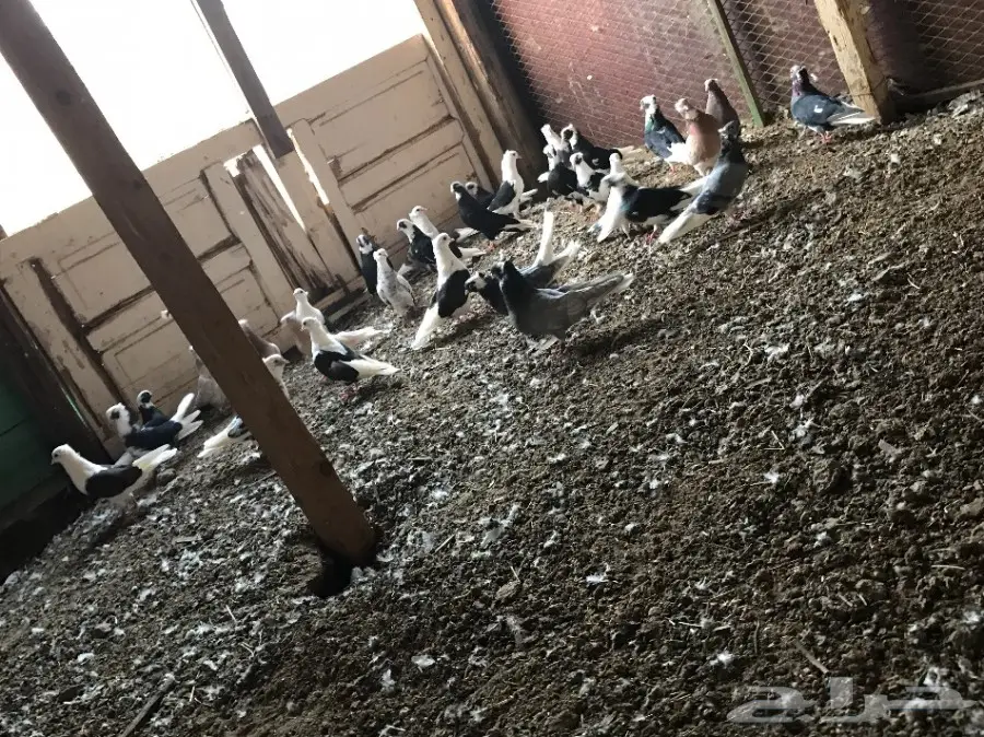 قطايف جملة 23 جوز  (image 2)