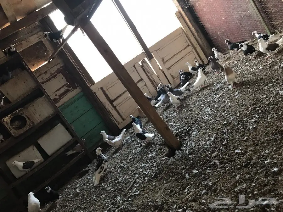 قطايف جملة 23 جوز  (image 3)