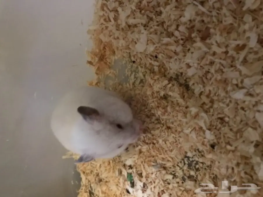 هامستر للبيع 