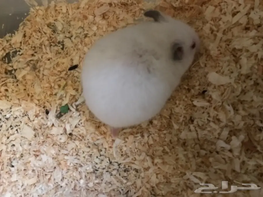 هامستر للبيع  (image 1)