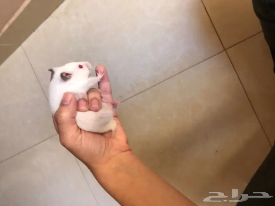 هامستر للبيع  (image 2)