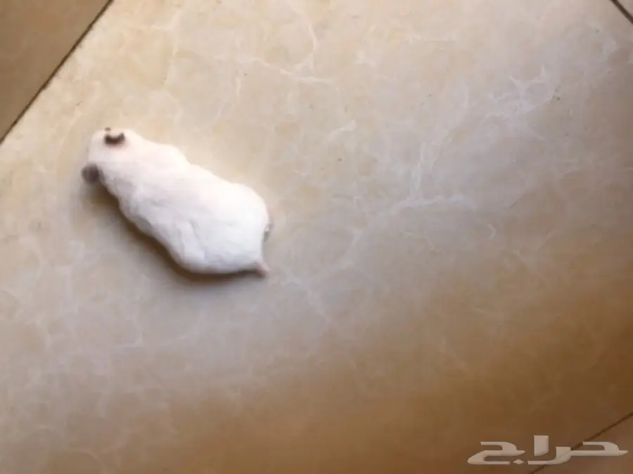 هامستر للبيع  (image 3)