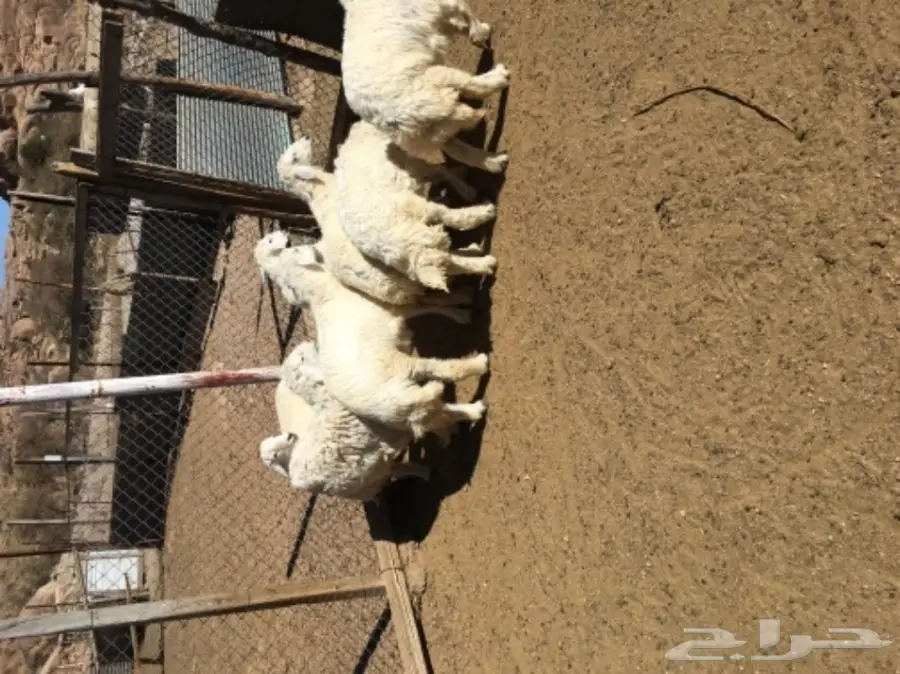 ثلاث طليان وأربع رخال للبيع 