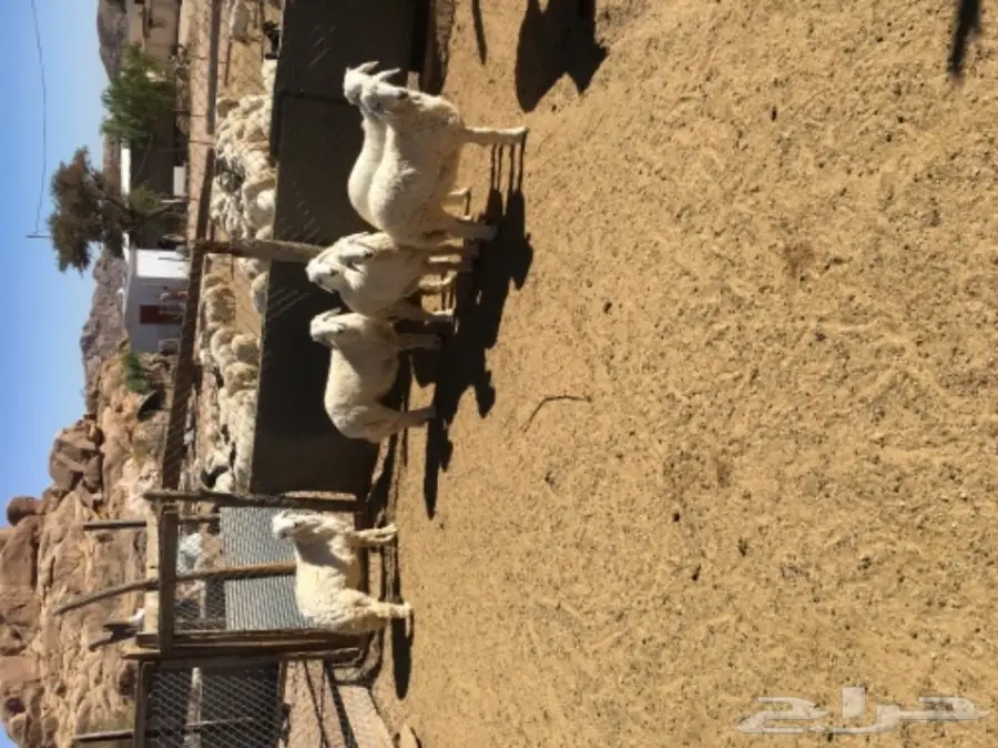 ثلاث طليان وأربع رخال للبيع  (image 1)