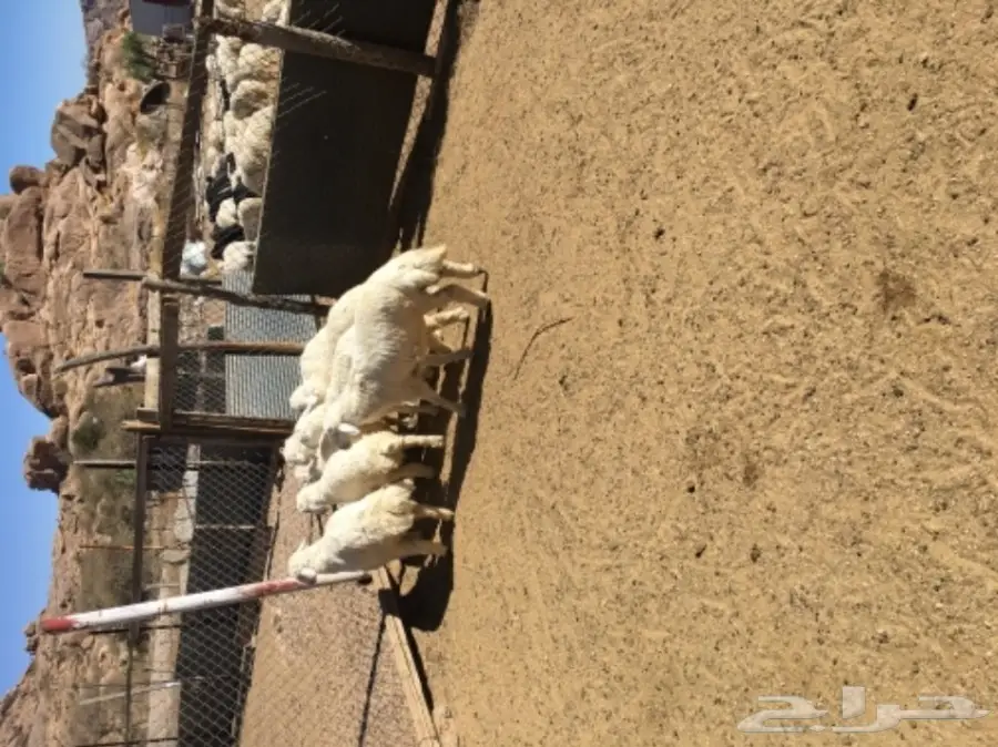 ثلاث طليان وأربع رخال للبيع  (image 2)