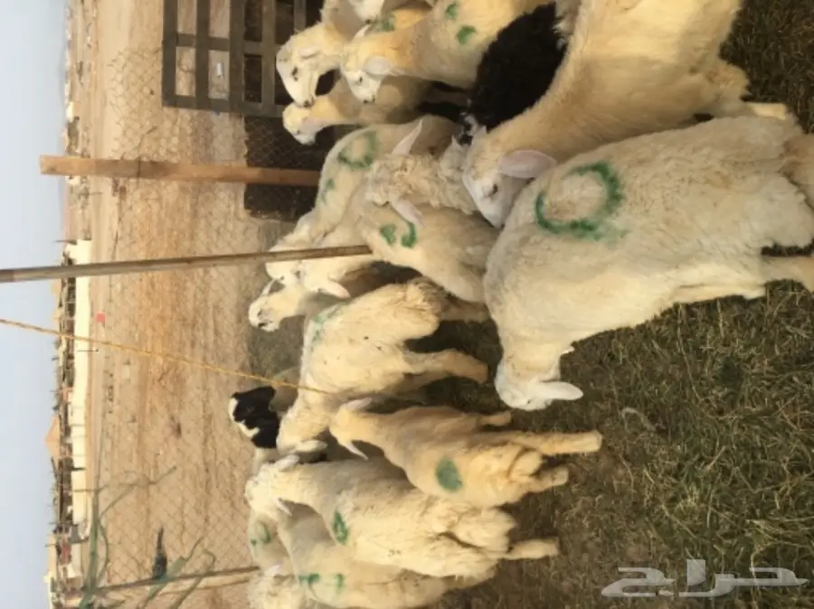 طليان حريه مع الذبح والتوصيل (image 2)