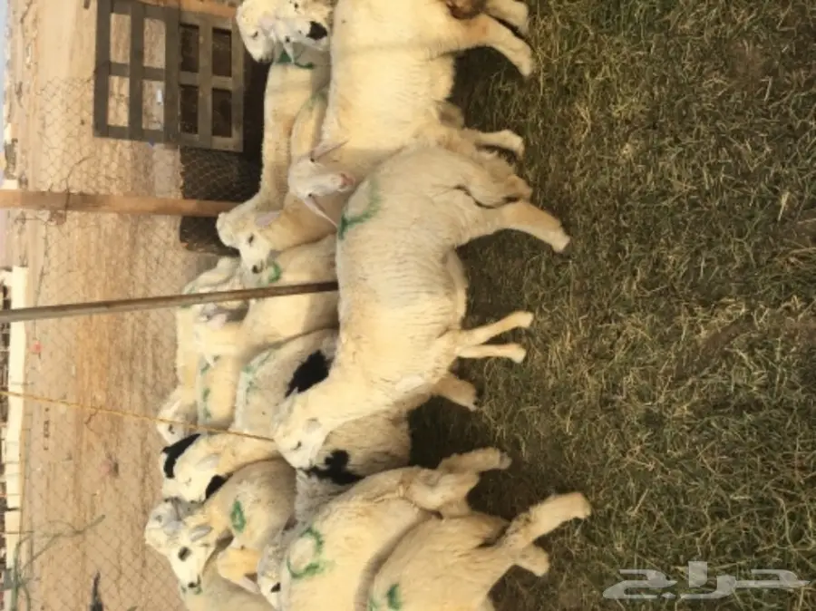 طليان حريه مع الذبح والتوصيل (image 5)