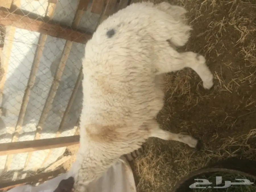 طليان حريه مع الذبح والتوصيل (image 8)