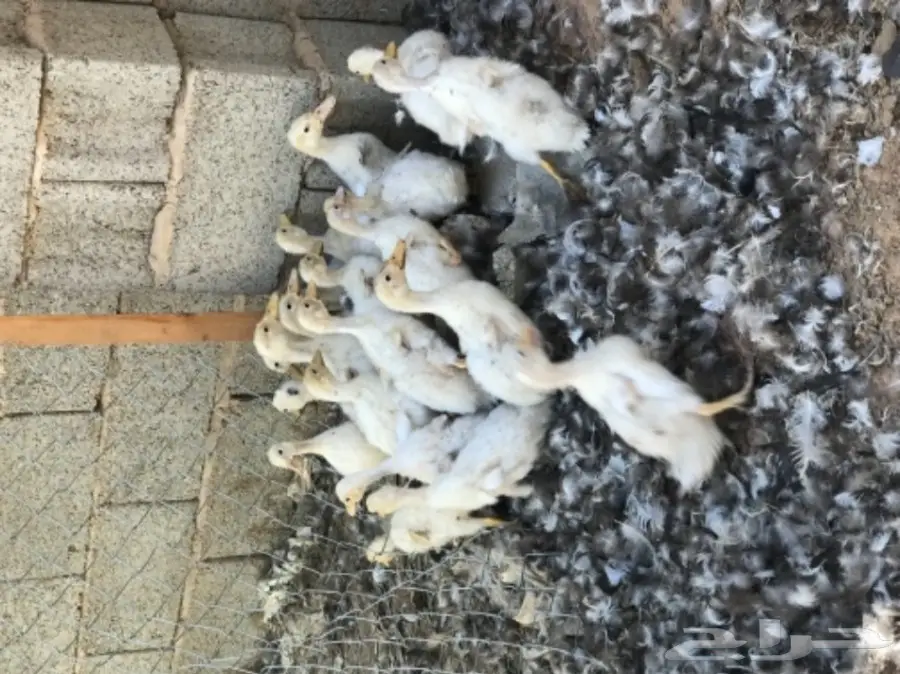 للبيع صوص بط 