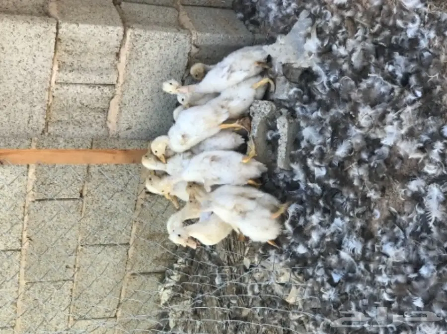 للبيع صوص بط  (image 1)