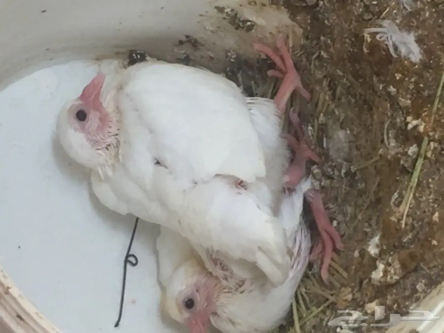 فروخ حمام لاحم فرنسي طازجه