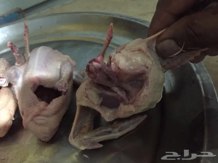 فروخ حمام فرنسي لحوم طازجة - فرصة لا تُفوّت! (image 1)