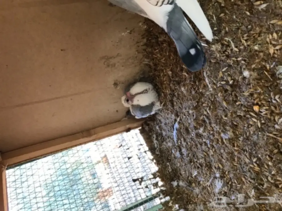 جوز حب رمان مع طبه وفرخ  (image 1)