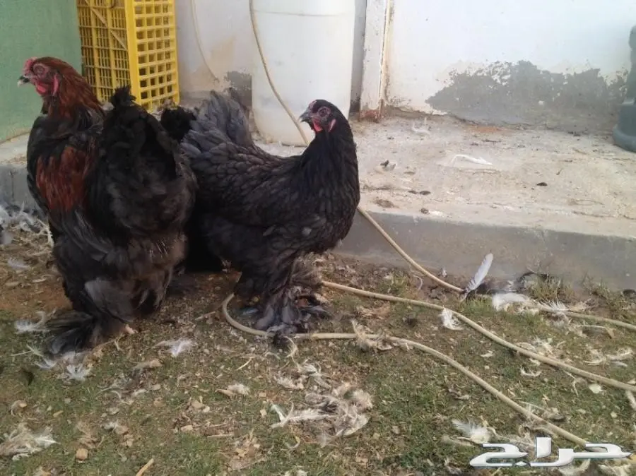 براهما بياض سلالة خوارج للبيع (image 1)