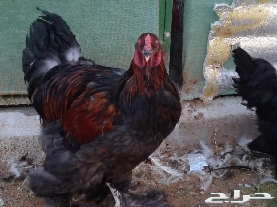 براهما بياض سلالة خوارج للبيع (image 2)