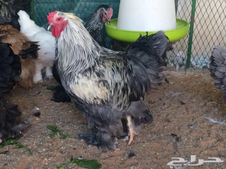 براهما بياض سلالة خوارج للبيع (image 3)