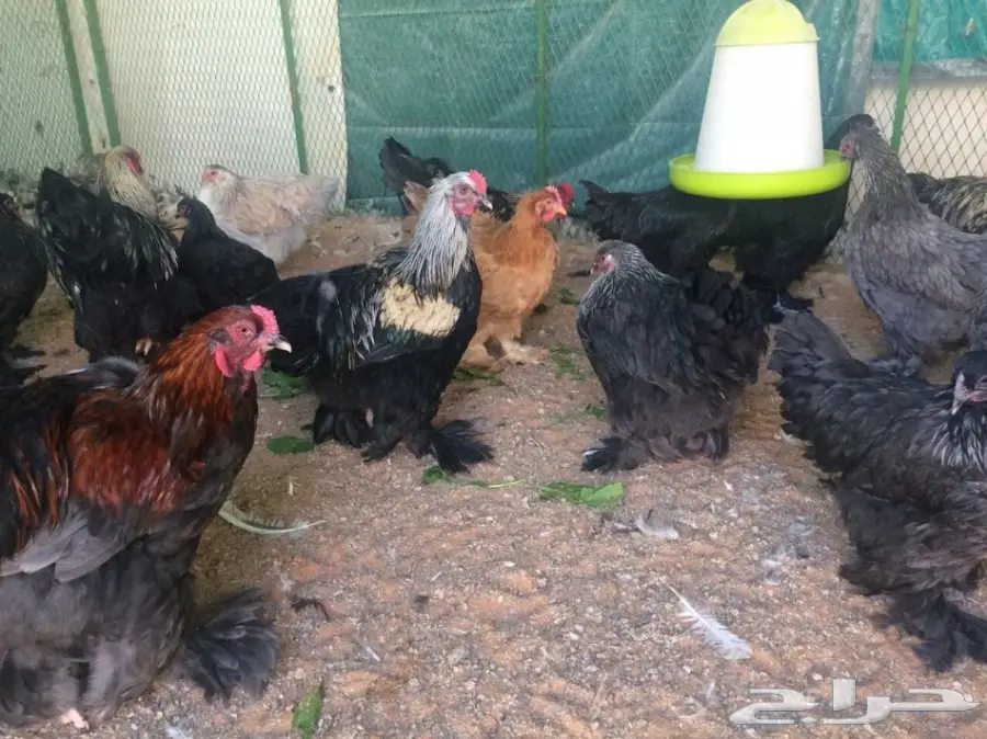 براهما بياض سلالة خوارج للبيع (image 4)