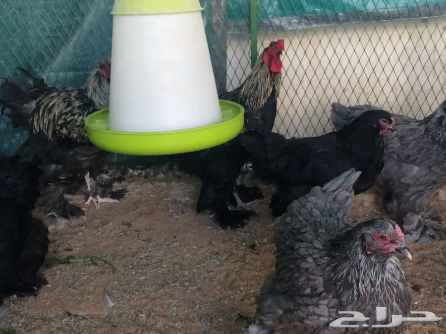 براهما بياض سلالة خوارج للبيع (image 6)