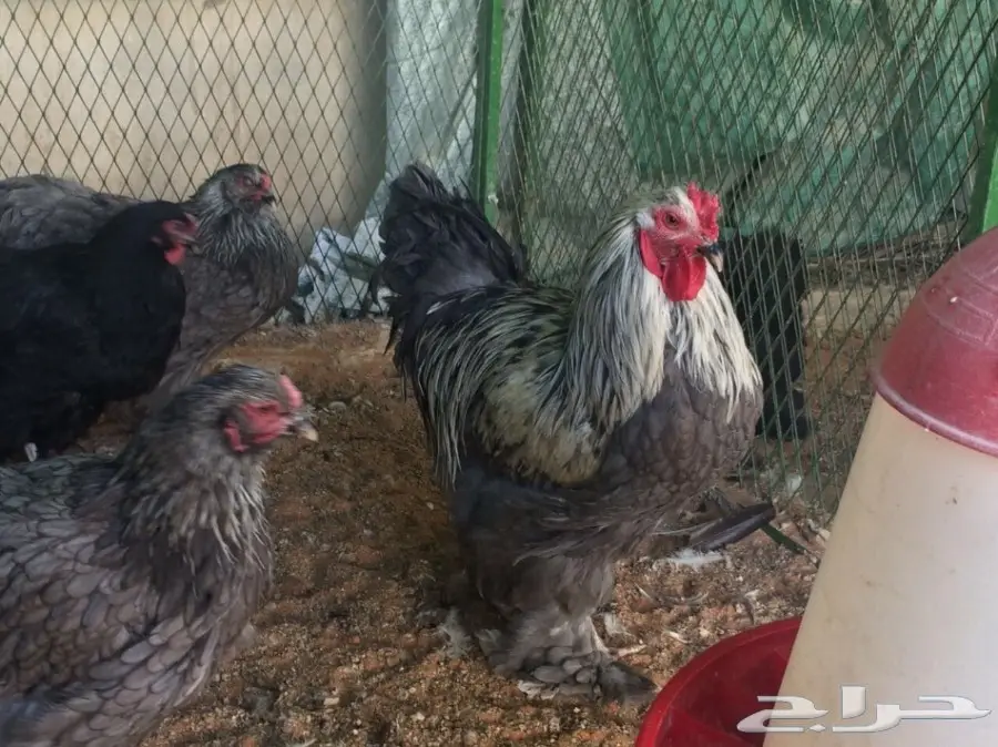 براهما بياض سلالة خوارج للبيع (image 8)