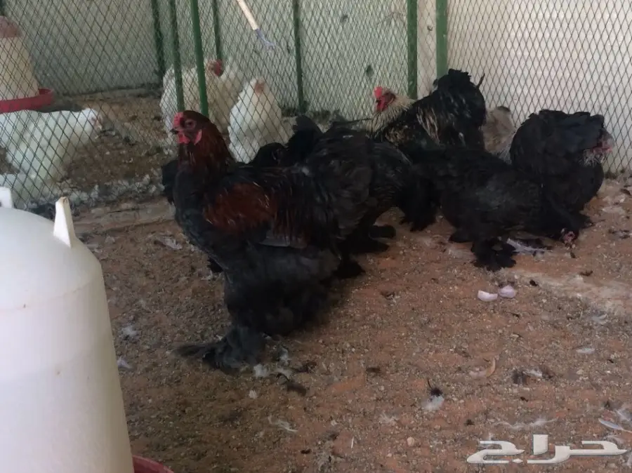 براهما بياض سلالة خوارج للبيع (image 9)