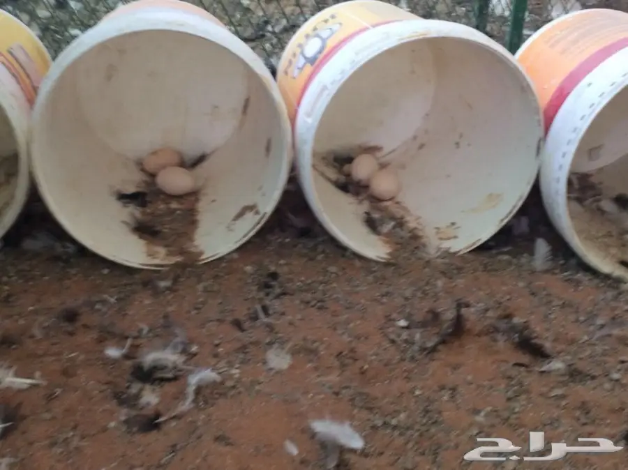 براهما بياض سلالة خوارج للبيع (image 10)