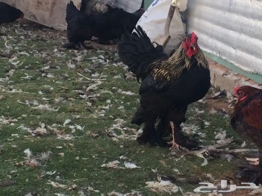 براهما بياض سلالة خوارج للبيع (image 13)