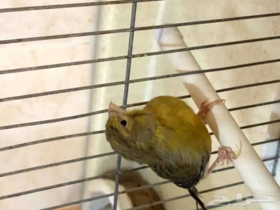 ذكر كناري مغرد بجدة 