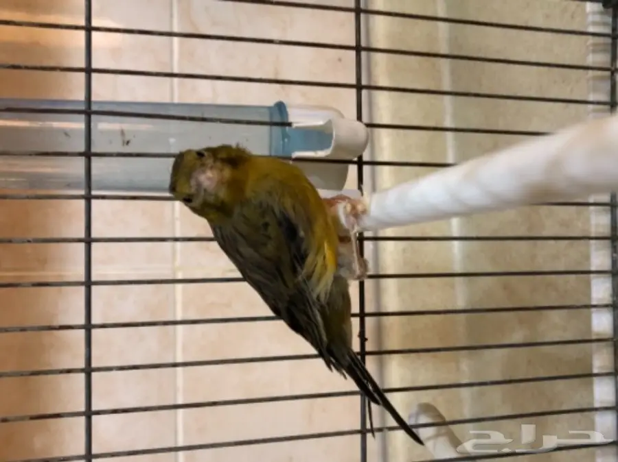 ذكر كناري مغرد بجدة  (image 1)