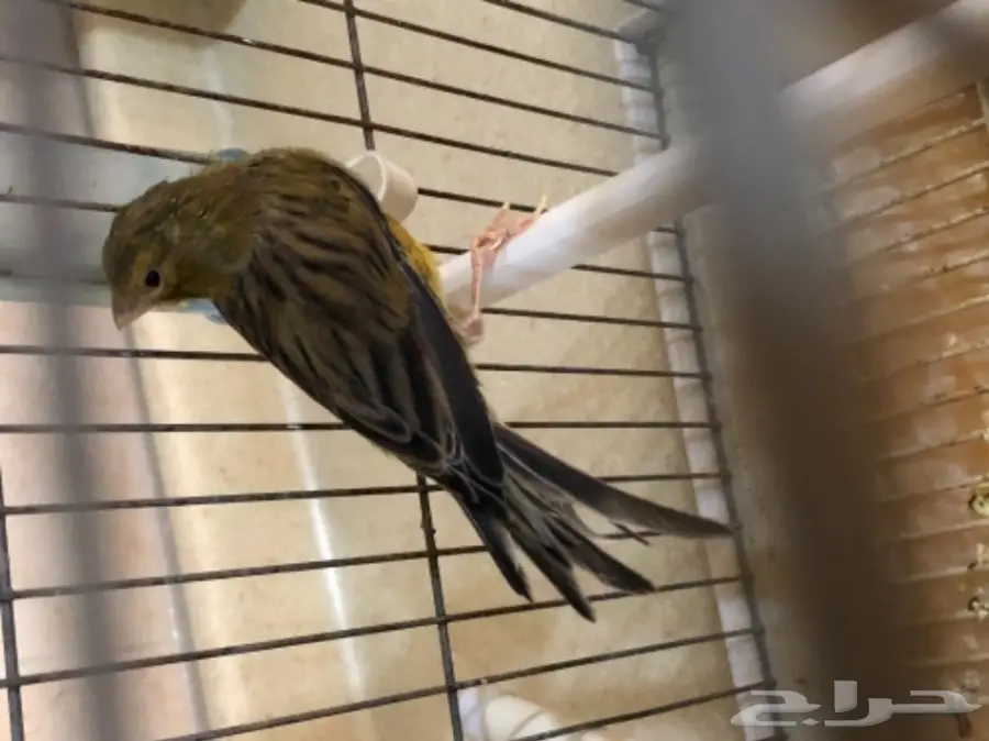 ذكر كناري مغرد بجدة  (image 3)