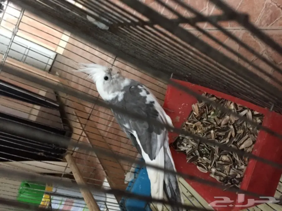 للبيع كراون ابيض 