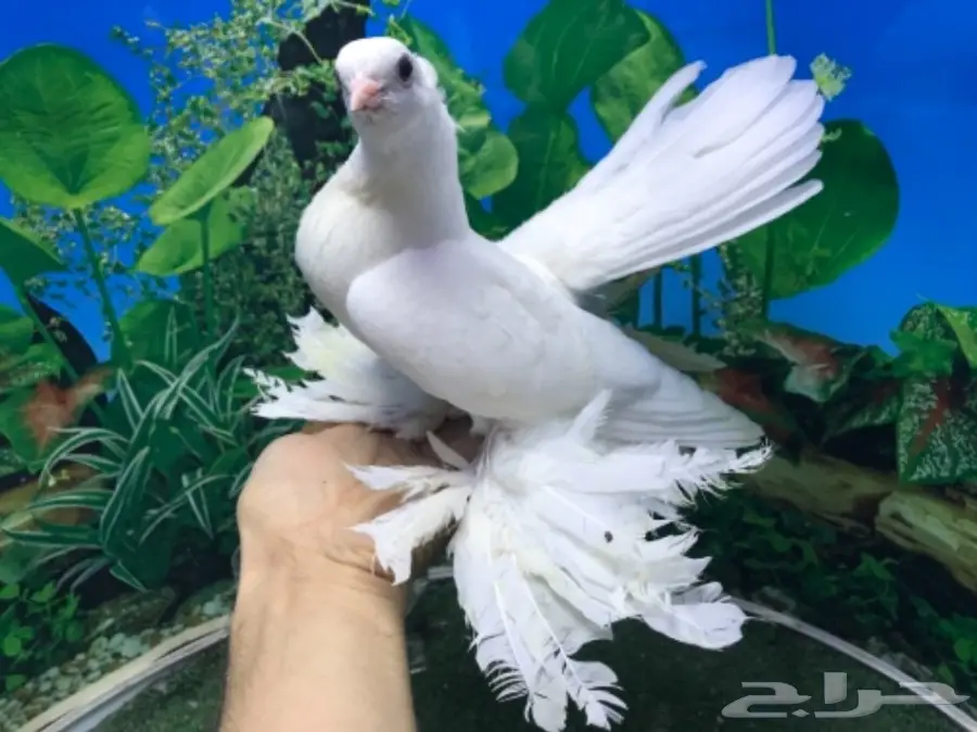 كرنقو ( سيبيري )  طبه مستوا ابطال