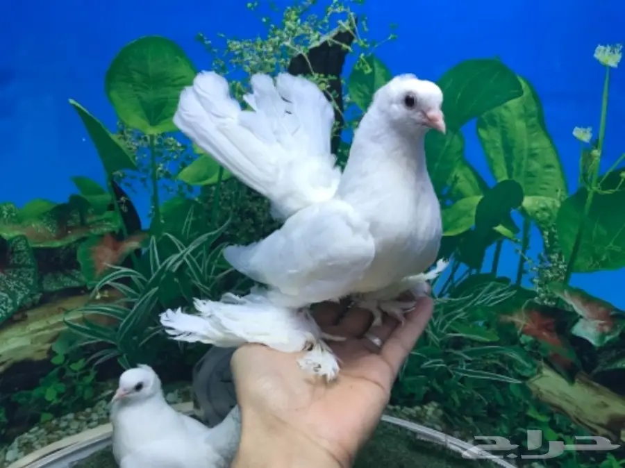 كرنقو ( سيبيري )  طبه مستوا ابطال (image 1)