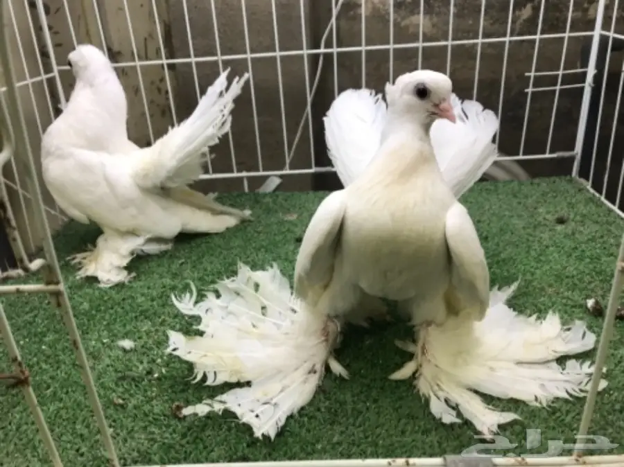 كرنقو ( سيبيري )  طبه مستوا ابطال (image 3)