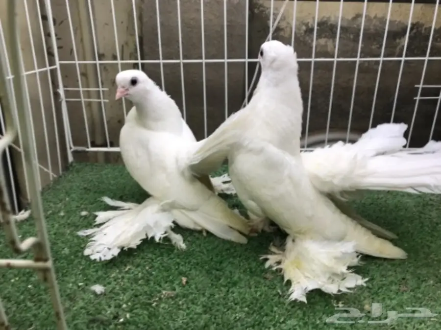 كرنقو ( سيبيري )  طبه مستوا ابطال (image 4)