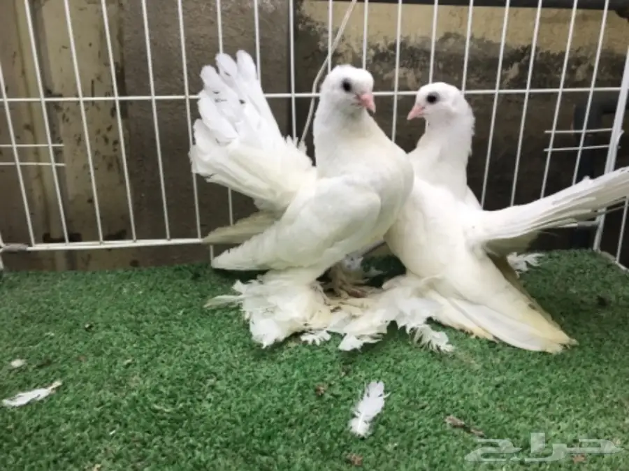 كرنقو ( سيبيري )  طبه مستوا ابطال (image 5)