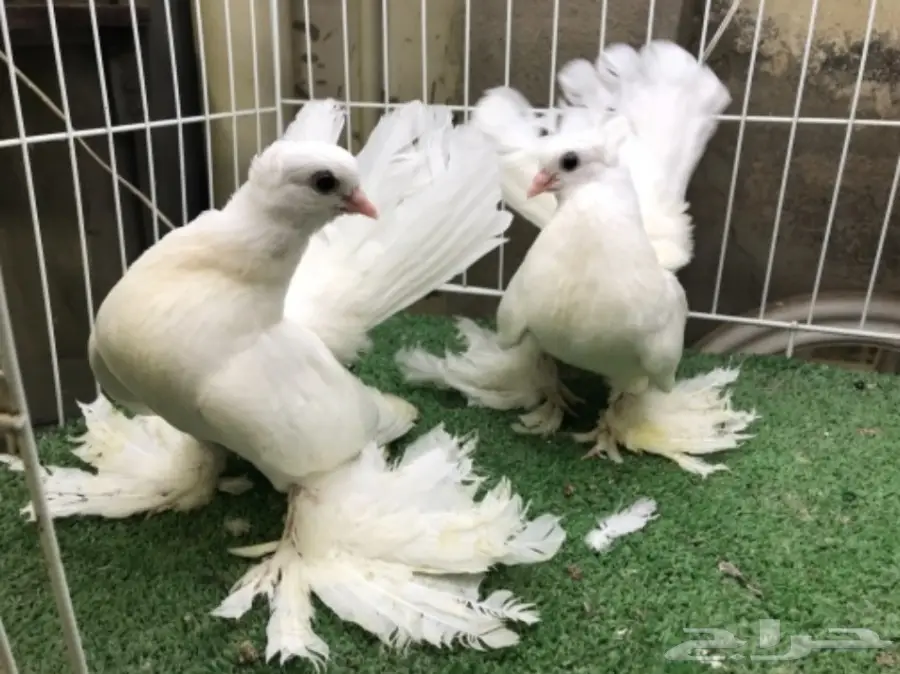 كرنقو ( سيبيري )  طبه مستوا ابطال (image 6)