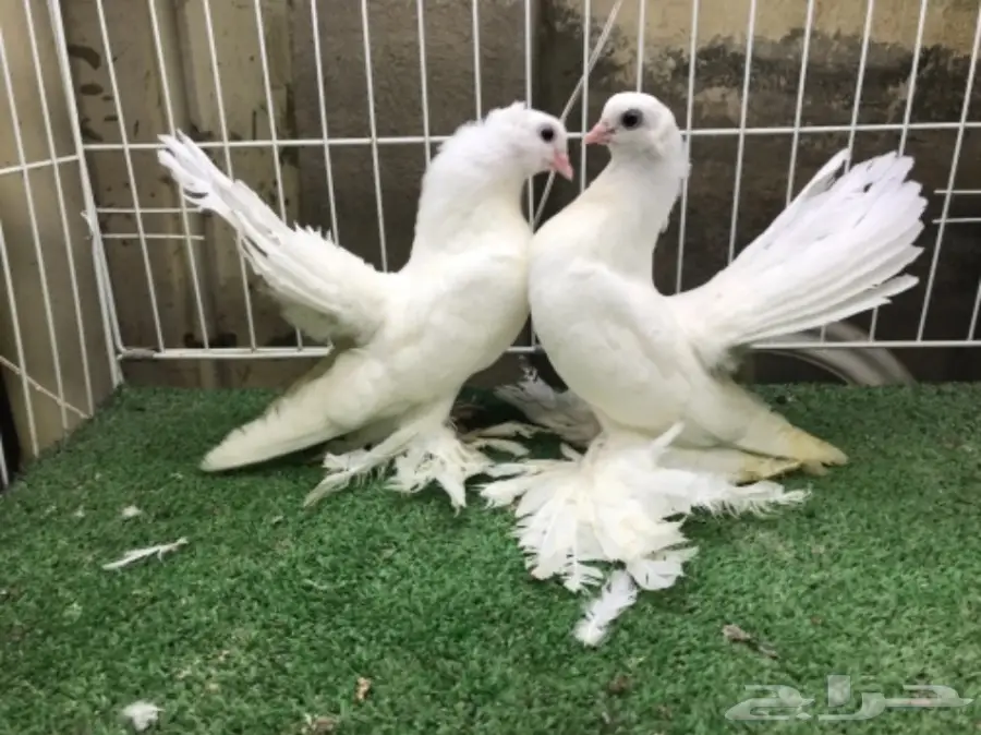 كرنقو ( سيبيري )  طبه مستوا ابطال (image 7)